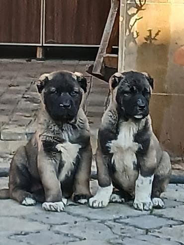 Digər heyvanlar: Alabay — 1