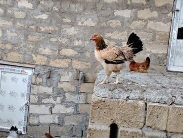 cins xoruz yumurtada banlayar: Toyuq, Yumurtalıq — 5