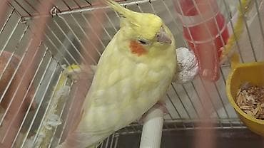 qus sesleri: Nimfa (cockatiel) – sarı rəngli, yanaqlarında narıncı ləkələri olan — 2