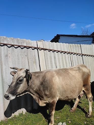 Digər heyvanlar: Erkək balalı.İnək satılır.Beşinci balasıdı. 10 litr süd verir.Balası — 1