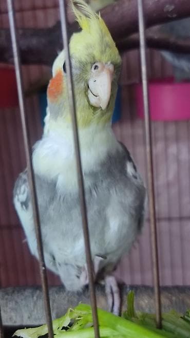 heleb kecisi: Nimfa (cockatiel) papuqayları – gözəl tüklü toqqa və yanaqlarda — 1