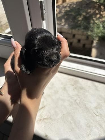 zvanok iti satışı: Koker spaniel taksa qarisigi 23 gunluk baladirlar — 7