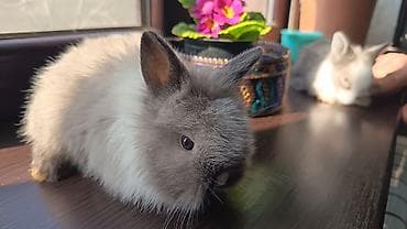 qiz dovsan adlari: Cinsler — 2