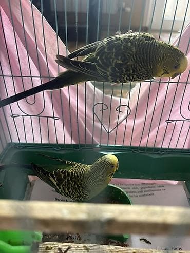 Növbənaz (dalğalı) tutuquşu cütü və qəfəs dəsti. Xüsusiyyətlər: - 2