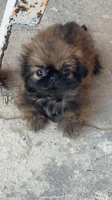 gəlincik heyvan: Pekines, 4 ay, Ödənişli çatdırılma — 4