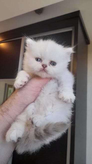 lalafo pisik: Fars — 3