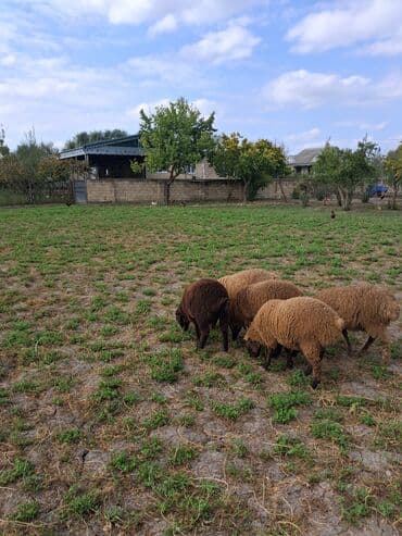 göyərçin satışı: Salam quzular satılır qəşəy quzulardı kökdülər 5də satılır .Hamsı — 1