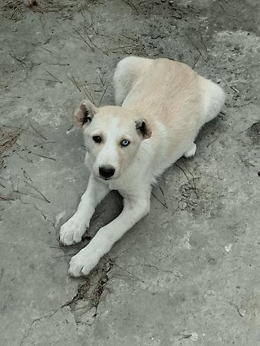 dele satisi: 2 ay, Dişi, Peyvəndli — 1