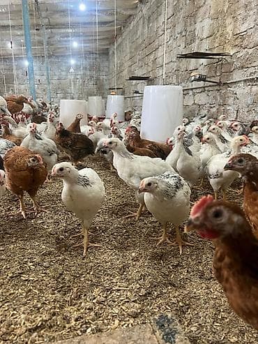 broyler cuceleri: Toyuq cücələri, Ətlik — 4