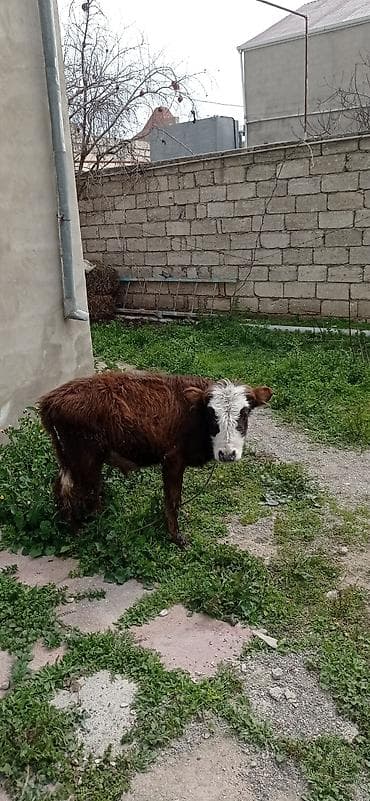 rottweiler satisi: Satılır: balaca dana - Cins: qarışıq (qəhvəyi bədən, ağ-al rəngli — 3