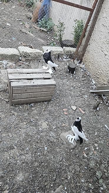 goyercin aliram: Xamilyon qara pomerianlar həm beli həm quyruqlari parıltılı qaradır — 3