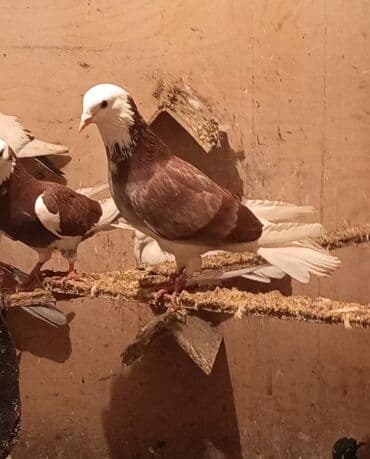 tuklu it: Temiz babayevisqi eni quyruq hundur ayaq uzun quwdardi erkey dest ag — 5