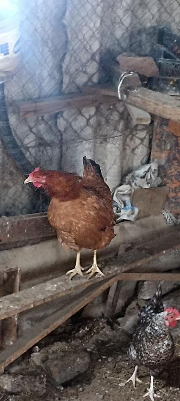 tap az yumurtlayan toyuqlar: Toyuq, Australorp, Bresse, Damazlıq — 2