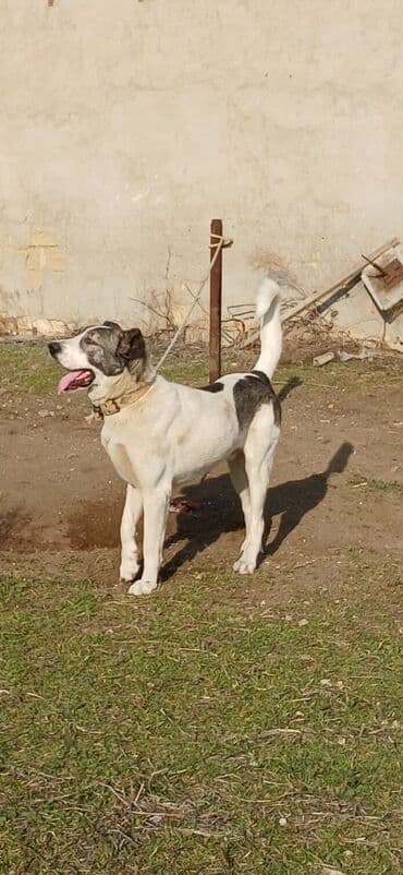 Lexus: Qurdbasar, 2 il, Erkek, Peyvəndli, Rayonlara çatdırılma — 4