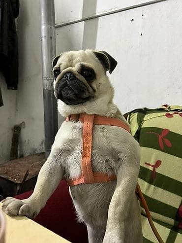 Mops, 2 il, Dişi lalafo.az -da Mops, 2 il, Dişi