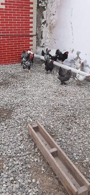 korella quş: Bu toyuqların yumurtaları sifarişlə yığılıb satılır öz həyətimdədi — 4