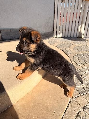 yevropeyski afcarka: Alman çoban iti — 2