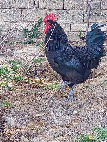 ataks cucələri: Toyuq cücələri, Damazlıq, Rayonlara çatdırılma, Ödənişli çatdırılma, Ünvandan götürmə — 4