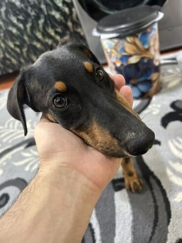 doberman qiymeti: Doberman, 2 ay, Dişi, Peyvəndli, Ünvandan götürmə — 3