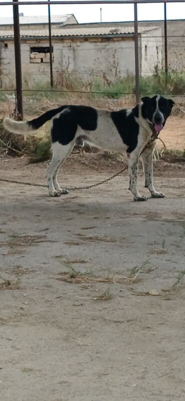 pomeranian boo mini: Qurdbasar, 2 il, Erkek, Peyvəndli, Ödənişli çatdırılma — 3