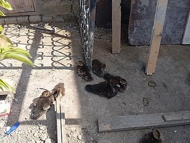 lal ördek balasi: Mülard ördək balaları - Şəkildə gördüyünüz kimi, bir neçə — 1