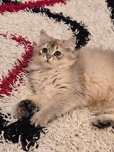 pişik dişi: Britan, Dişi — 2