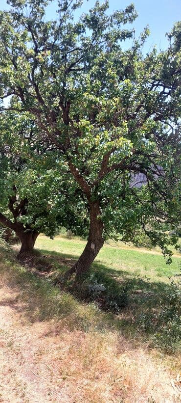 аренда и продажа недвижимости: Əkin sahəsi kənd təsərrüfatı fəaliyyəti üçün geniş imkanlar təklif — 6