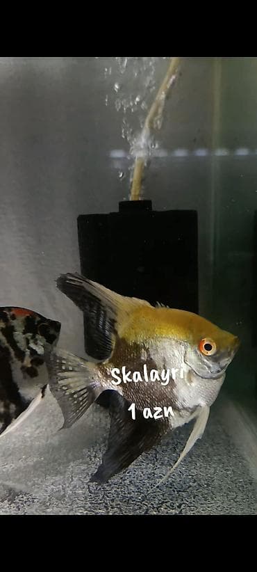 balığlar: Skalayri balıqı 
2 sm, 2,5 sm. 1 azn
WhatsApp YAZIN!!! — 2