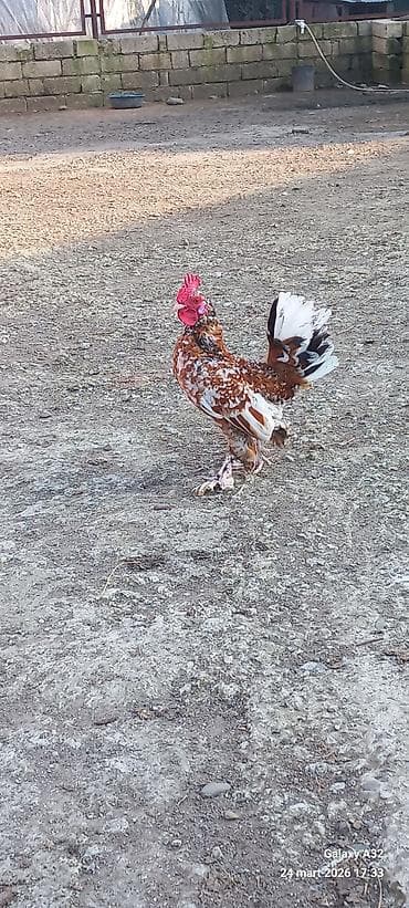 samuyan dermani: Toyuq, Damazlıq — 2