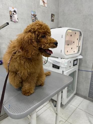 карликовый пудель: Пудель — 4