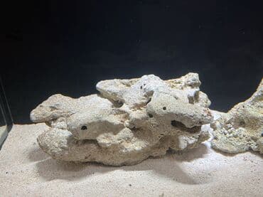 akvarium filteri: Okean dashlari satilir trafeus saxliyanlar ucun okean akvariumu ucun — 1