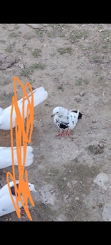 tap az ev quslari: 1 ci 18 tuk mayadi 2 ci de mayadi indi tutuldu 3 culer ozleri cut — 3