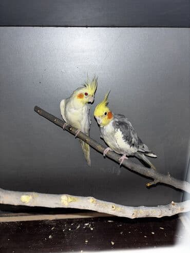 1 aylık doberman: 2 eded hazır cüt korella. 2 si 60 manat quş çoxdu deye satıram heç bir — 4