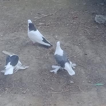 qizil qus: Kom 9 eded quşdu satişda 5 eded qoşa cep lelekli bir cüt yumrtaya — 5