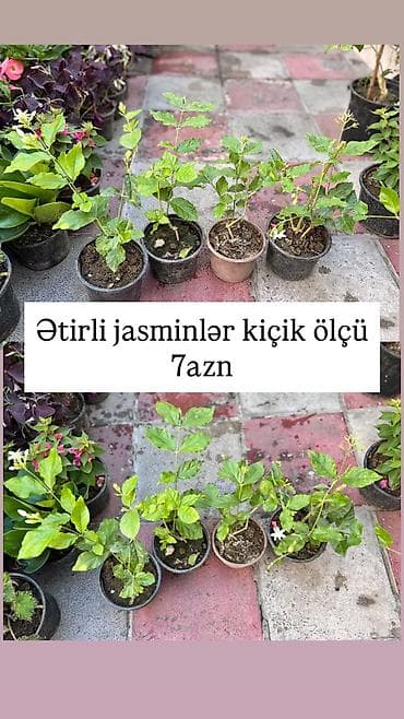 yakı otu qiyməti: Ətirli ev jasmini 7-9-15azn.
Çöl jasmini 10azn — 2