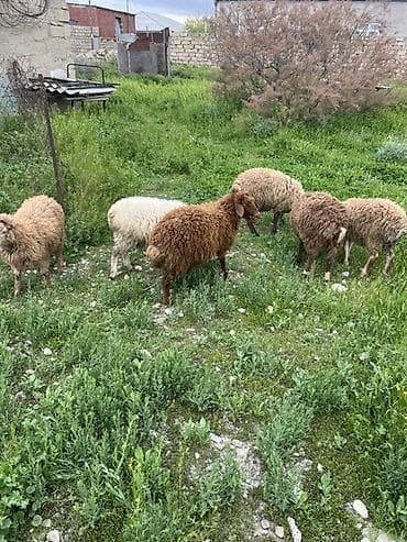 qoyun boğaz: 6 dənə quzu satılır 4 erkəy 2 si disi — 1