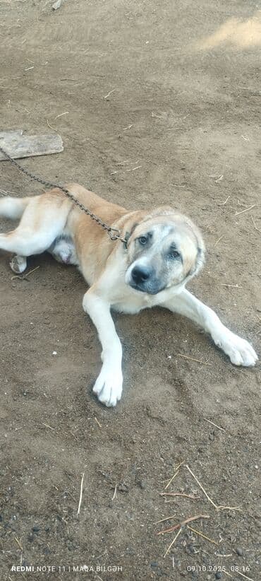 çoban iti adları: Kangal tipli böyük cins it - Cins: Kangal/Anadolu çoban iti tipli - — 2