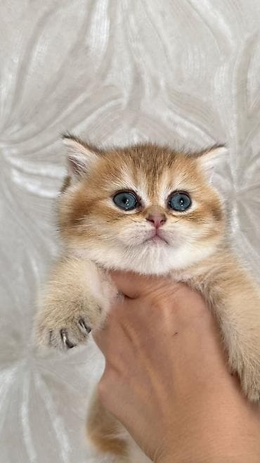 Qızıl şinşilla, Erkək, Dişi, Yaxşı əllərə, Ünvandan götürmə, Pulsuz çatdırılma, Ödənişli çatdırılma