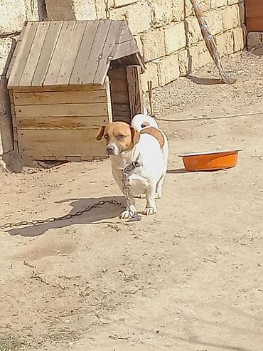 lalafo ev heyvanlari: Cek rassel teryer, 2 il, Dişi — 4