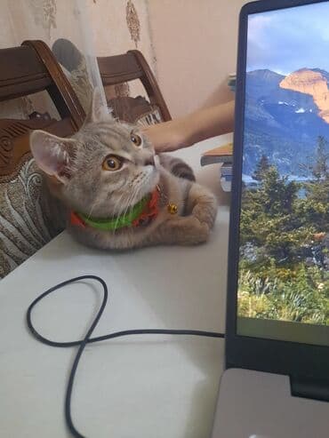 pişik çantasi: Tabbi, Yaxşı əllərə — 10