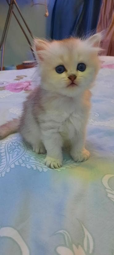 pisik sekileri: Britan — 2