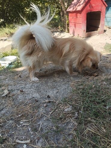 ov itləri: Pekines, 2 il, Dişi — 5
