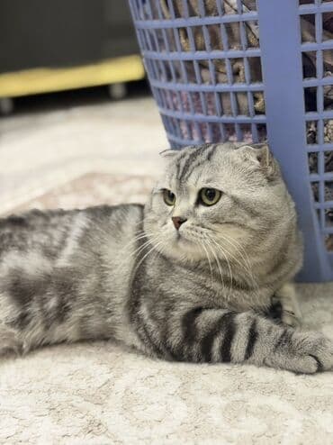 Proton: Шотландская, Для вязки — 3