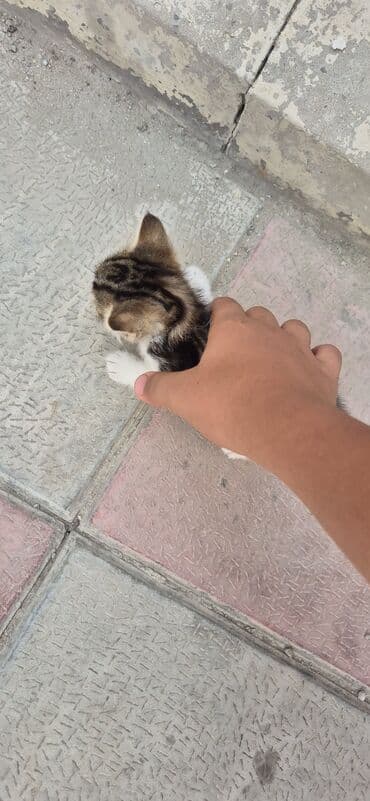 cins pişik: Erkək, Yaxşı əllərə, Ünvandan götürmə — 7