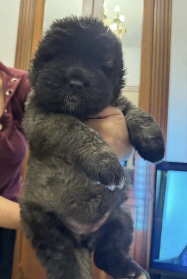 bu iti: Qafqaz çoban iti, Erkek — 7