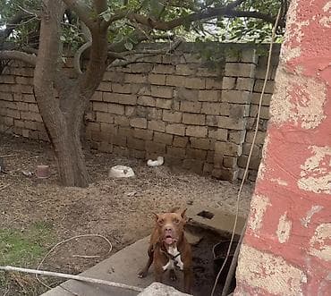 xaski itleri: Pitbul, Peyvəndli — 2