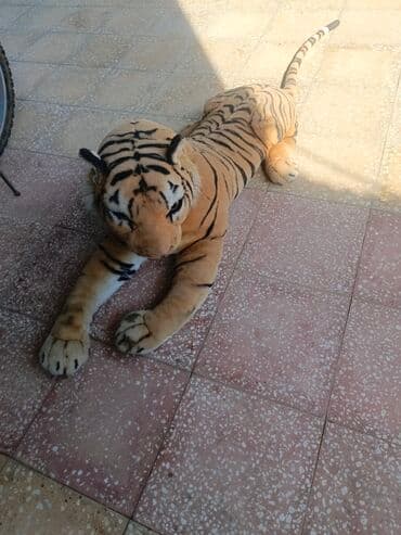 Digər lalafo.az -da Digər