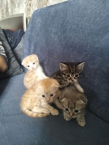 afkalka iti kim satır: Yaxşı əllərə — 3