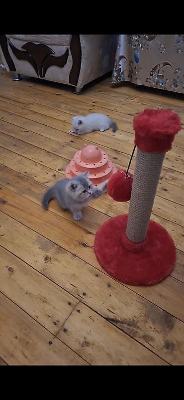 pisik aksesuar: Britan, Erkək, Dişi, Yaxşı əllərə — 4