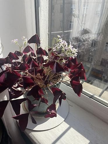 tuya bitkisi: Oxalis triangularis (Bənövşəyi “Şamrok”) – dekorativ saksı bitkisi - — 3